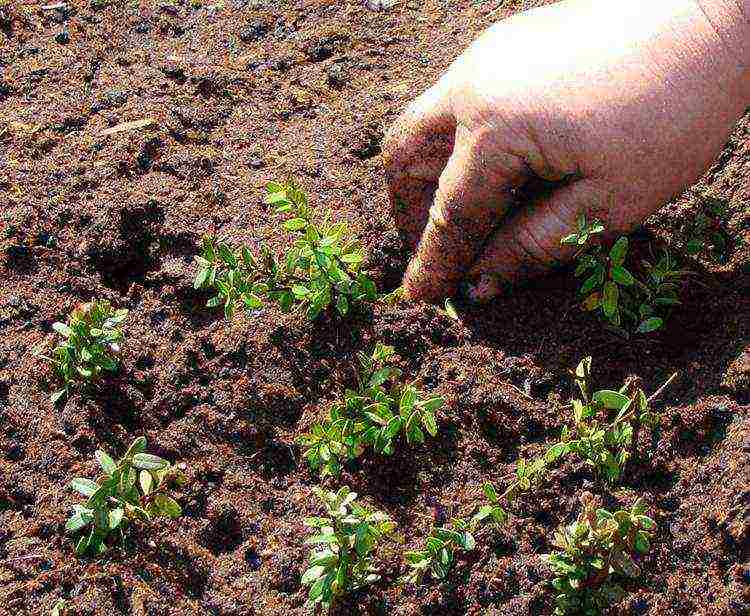 how to grow cranberries at home