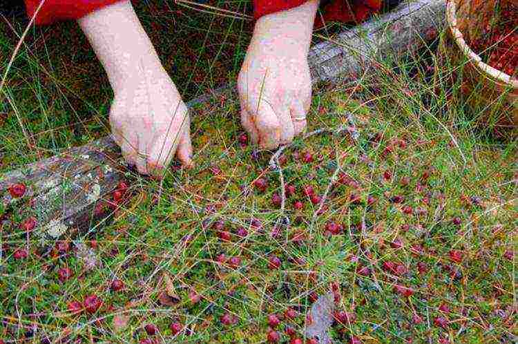 how to grow cranberries at home