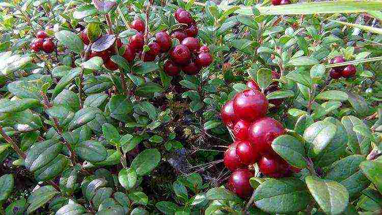 how to grow cranberries at home