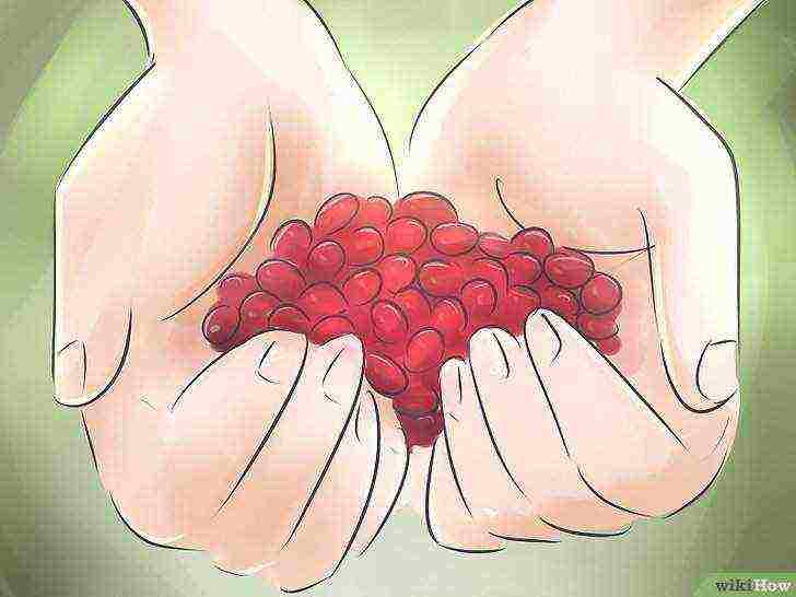 how to grow cranberries at home