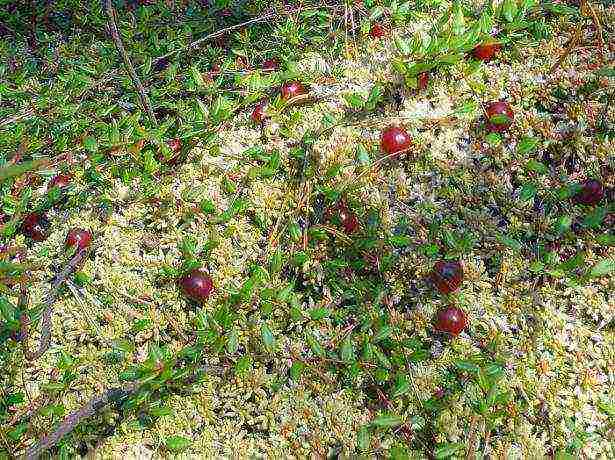 how to grow cranberries at home