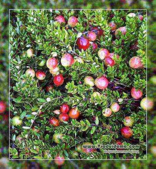 how to grow cranberries at home