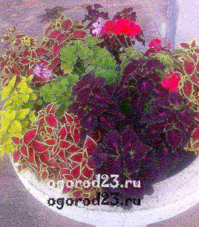 how to grow Coleus at home