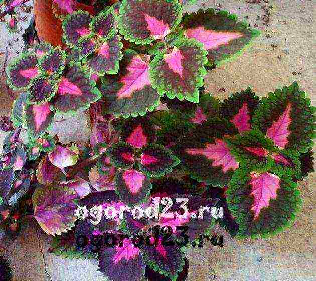 how to grow Coleus at home