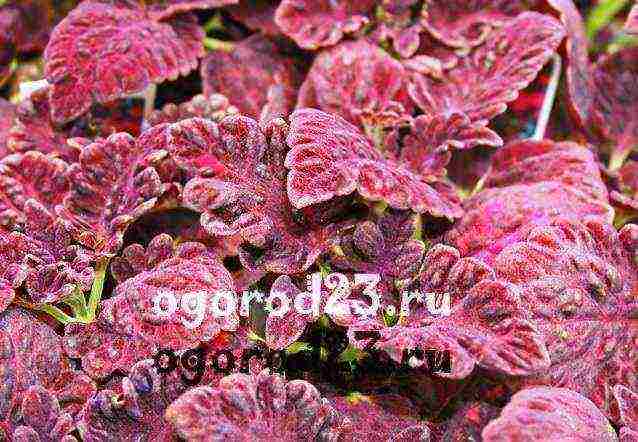 how to grow Coleus at home