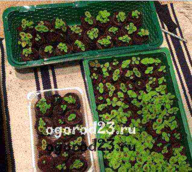 how to grow Coleus at home