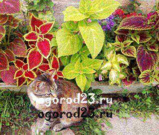 how to grow Coleus at home