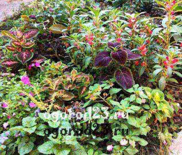 how to grow Coleus at home