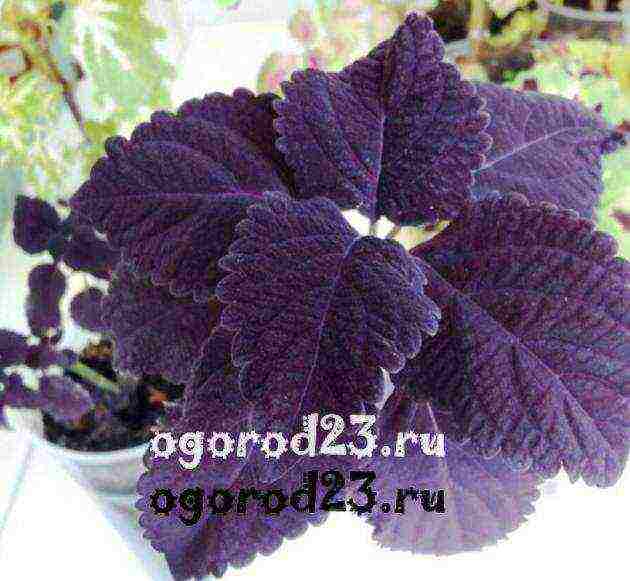 how to grow Coleus at home