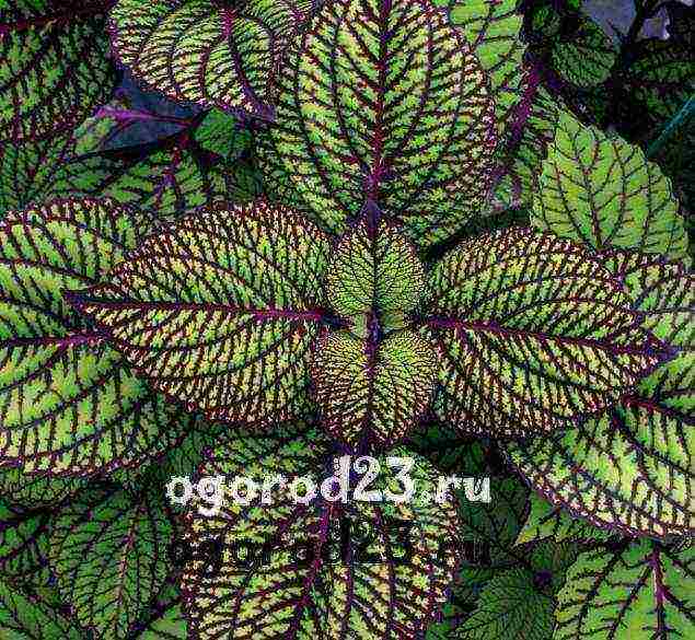 how to grow Coleus at home