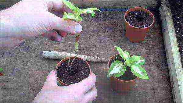 how to grow Coleus at home