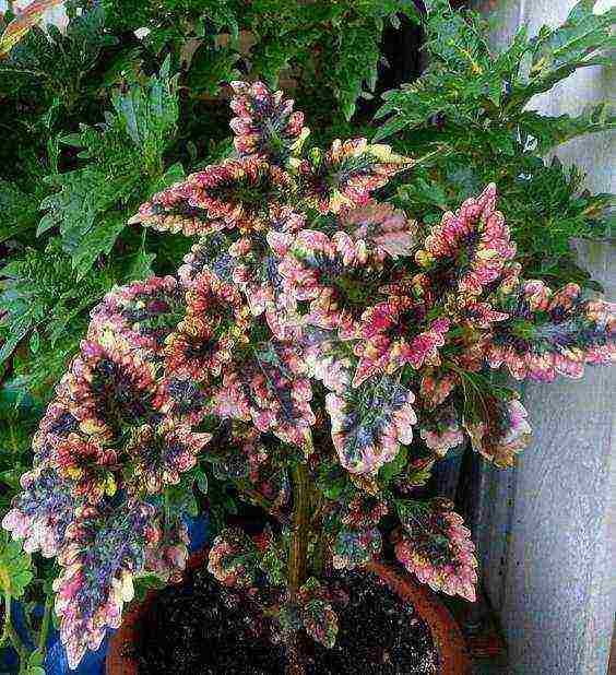 how to grow Coleus at home