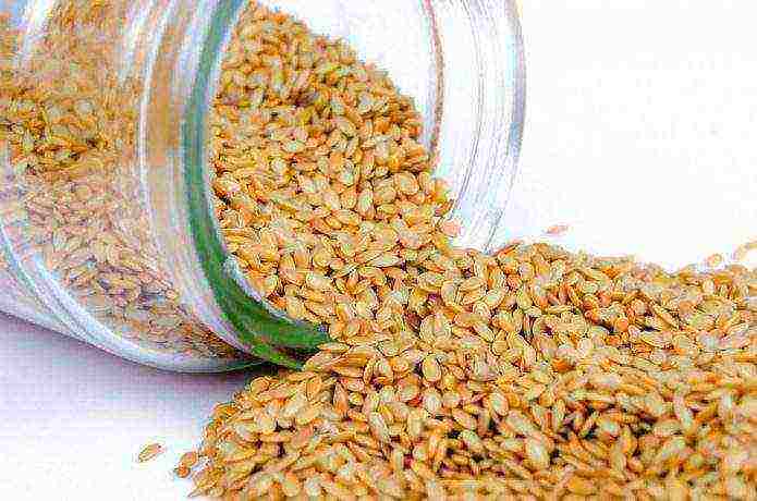 how to grow sesame seeds at home