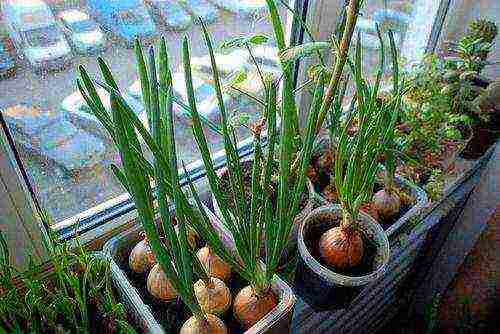 how to grow onions in water at home