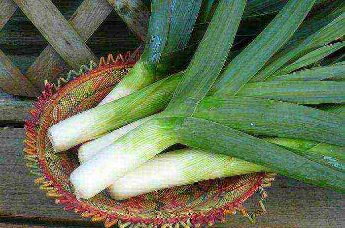 how to grow onions at home leek