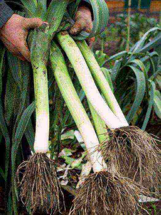 how to grow onions at home leek