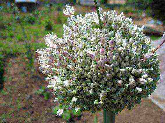 how to grow onions at home leek