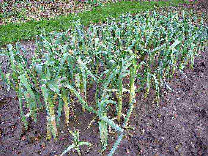 kung paano palaguin ang mga sibuyas sa leek sa bahay