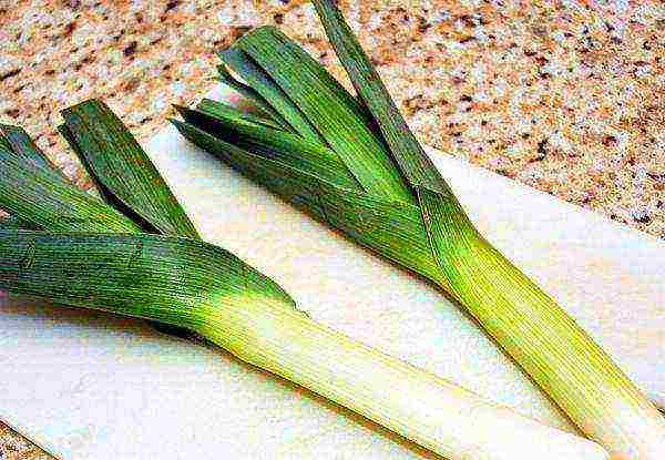 how to grow onions at home leek