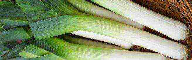 how to grow onions at home leek