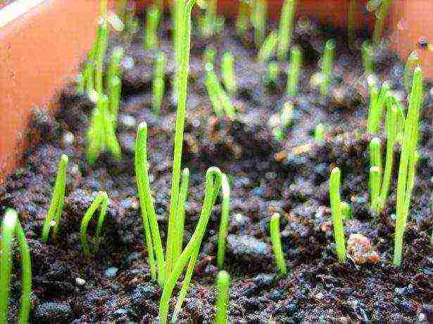 how to grow onions at home leek