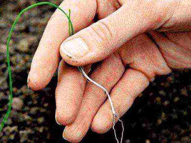 how to grow onions at home leek