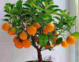 how to grow a tangerine tree at home