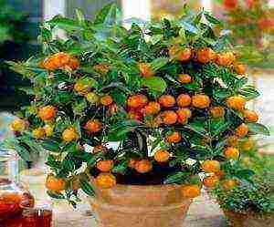 how to grow a tangerine tree at home