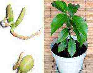 how to grow a tangerine tree at home