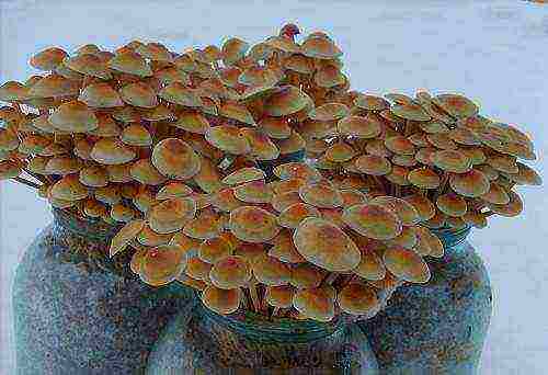 how to grow mushroom mycelium at home