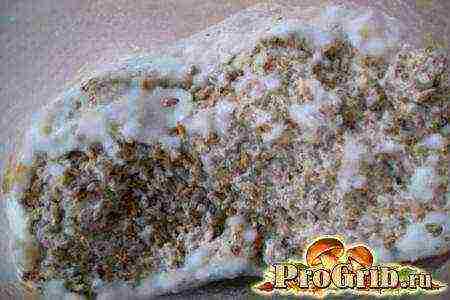 how to grow mycelium at home