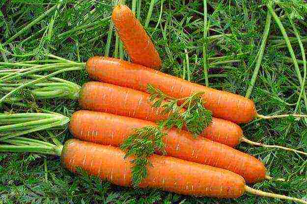 how to grow carrots outdoors in the suburbs