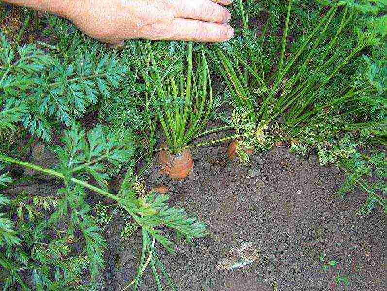 how to grow carrots outdoors in the suburbs