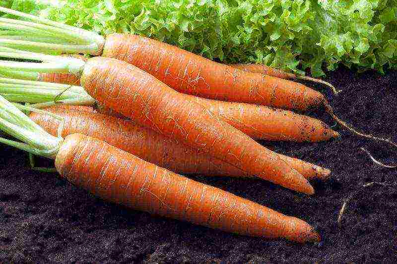 how to grow carrots outdoors in the suburbs
