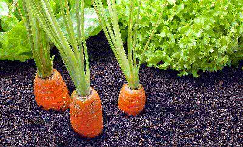kako uzgajati mrkvu na otvorenom u predgrađu