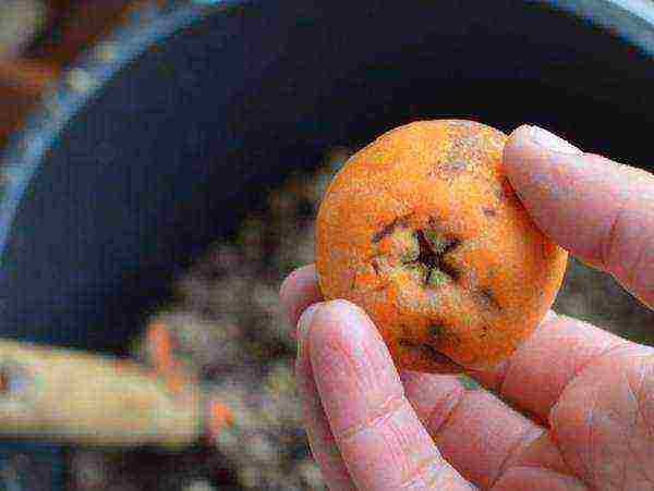 how to grow medlar at home