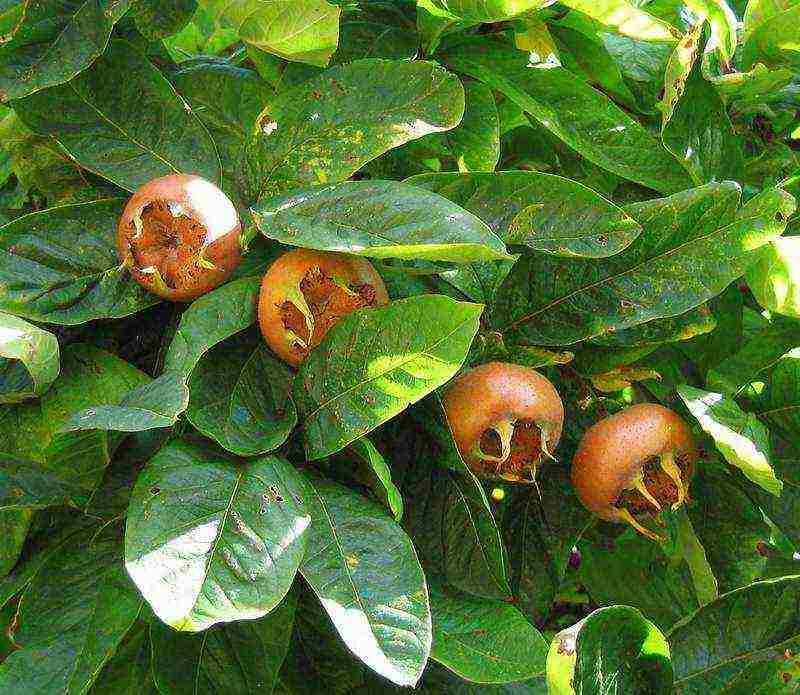 kung paano palaguin ang medlar sa bahay