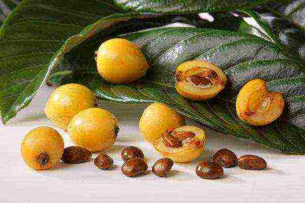 how to grow medlar at home