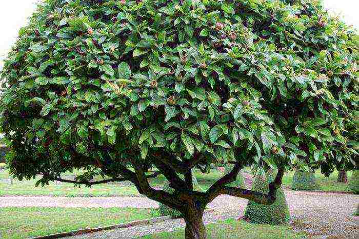 kung paano palaguin ang medlar sa bahay