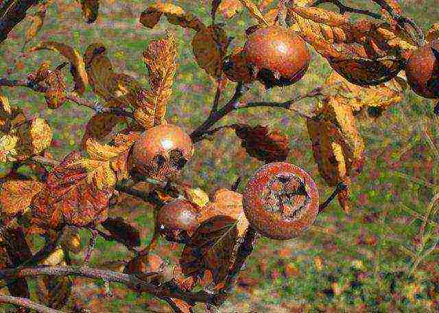 how to grow medlar at home