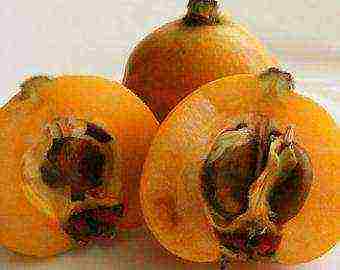 how to grow medlar at home