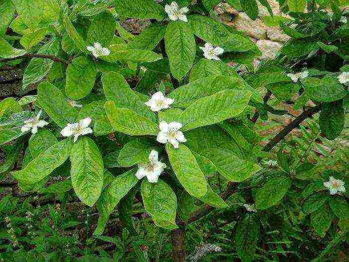 how to grow medlar at home