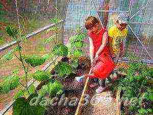 how to grow cucumbers and tomatoes in a polycarbonate greenhouse