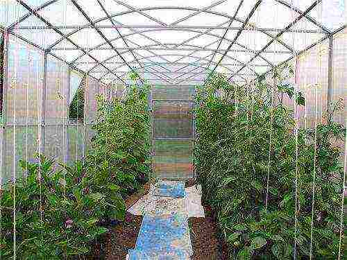 kung paano palaguin ang mga pipino at kamatis sa isang polycarbonate greenhouse