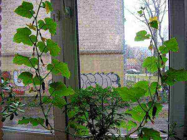 kung paano palaguin ang mga pipino sa bahay sa isang windowsill