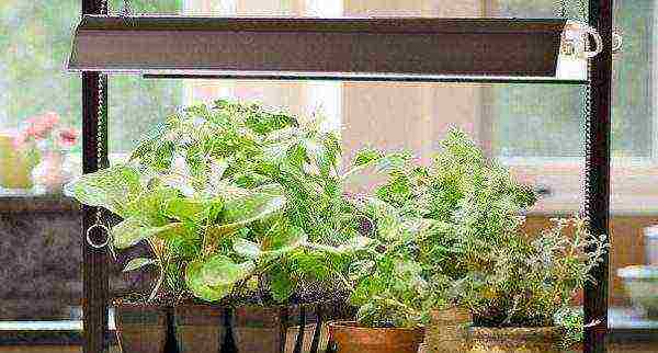 how to grow cucumbers at home on a windowsill