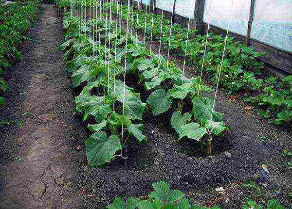 how to grow cucumbers in the open field to tie or not