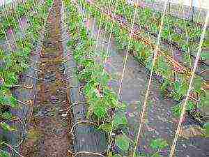 how to grow cucumbers in the open field to tie up or not