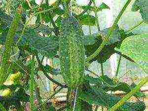 how to grow cucumbers in the open field to tie or not