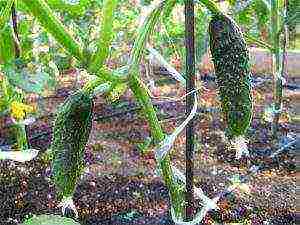 how to grow cucumbers in the open field to tie or not